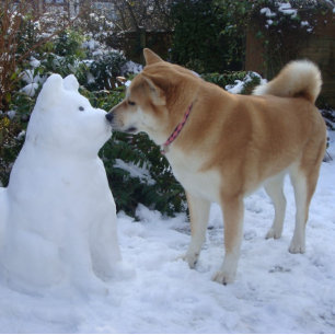 Puzzle fotografía linda de Akita del muñeco de nieve de
