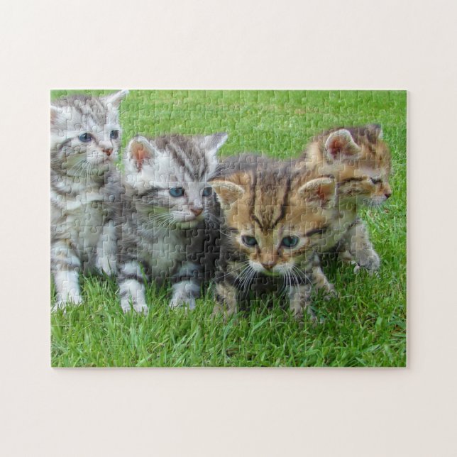Puzzle Fotógrafo de gatos gatitos Fotografía de animales (Horizontal)