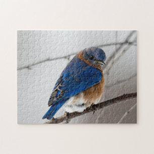 Puzzle Fotos de aves silvestres mejores: Aves rompe con p