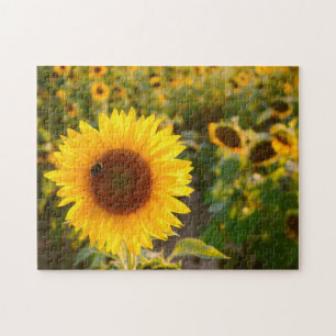 Puzzle Fotos del mejor girasol del Hardy amarillo