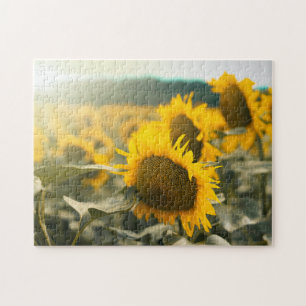 Puzzle Fotos del mejor girasol del Hardy amarillo
