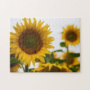 Puzzle Fotos del mejor girasol del Hardy amarillo