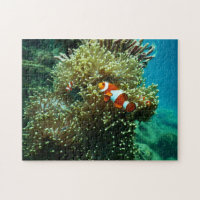 Fotos náuticas Fotografía de animales marinos Fish