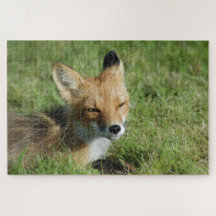 Fox closeup, Brooks Falls Alaska