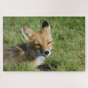 Puzzle Fox closeup, Brooks Falls Alaska