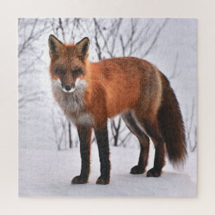 Puzzle Fox Roja En Invierno
