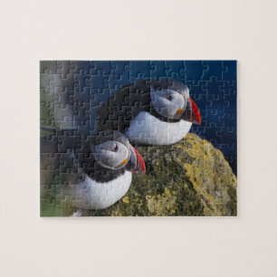 Puzzle Frailecillo atlántico (Fratercula arctica) 7