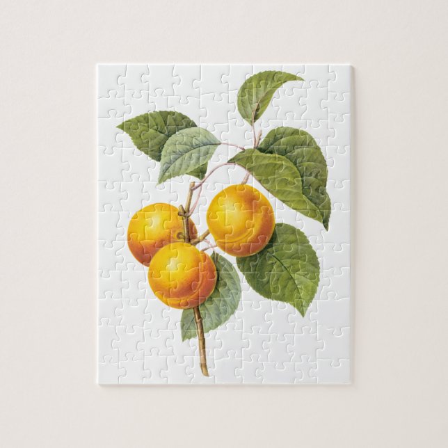 Puzzle Fruta de la comida de la cosecha, Apricot Peach by (Vertical)