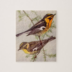 Puzzle Fuertes Blackburnian Warbler Pintando jigsaw