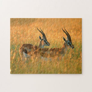 Puzzle Gacela de Thomson (Gazella Thomsonii) al amanecer