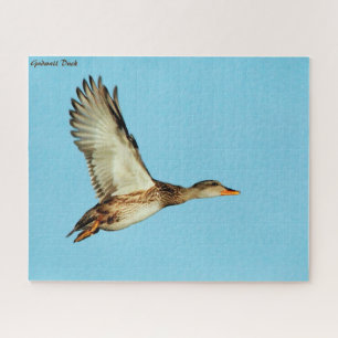 Puzzle Gadwall Duck