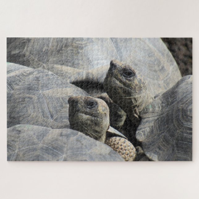 Puzzle galapagos tortoises (Horizontal)