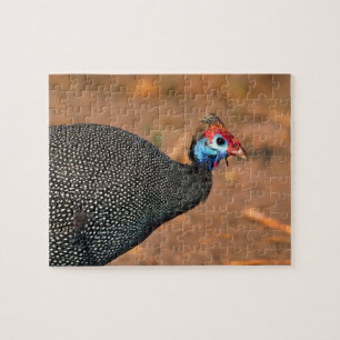 Puzzle Gallina de Guinea Mitrata (Numida meleagris). Áfri