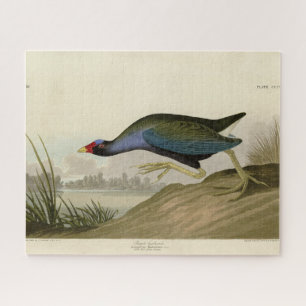 Puzzle Gallinule púrpura de los pájaros de América de Aud