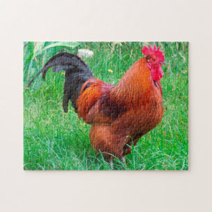 Puzzle Gallo de Rhode Island.