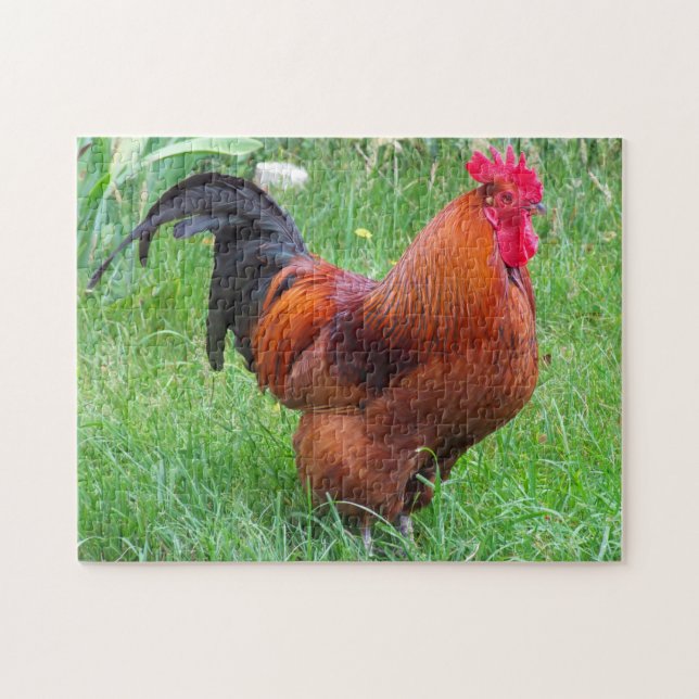 Puzzle Gallo de Rhode Island. (Horizontal)