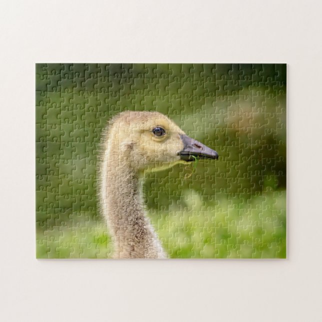 Puzzle Ganso Canadiense (Gosling) (Horizontal)