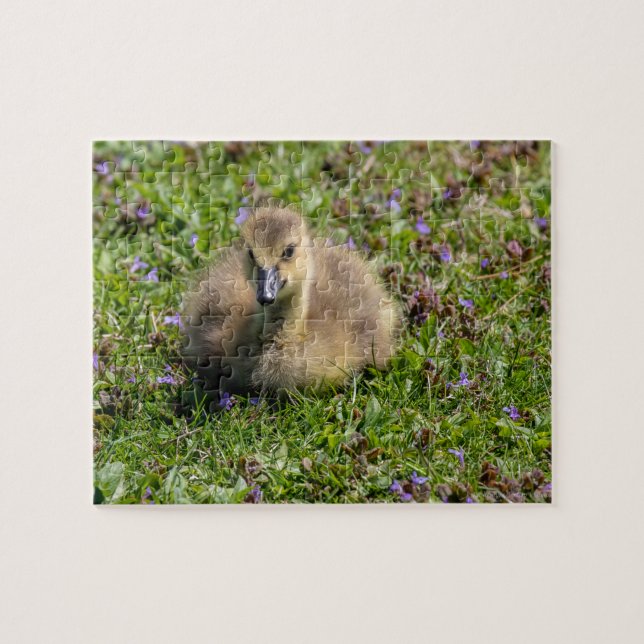 Puzzle Ganso del bebé (Gosling) (Horizontal)