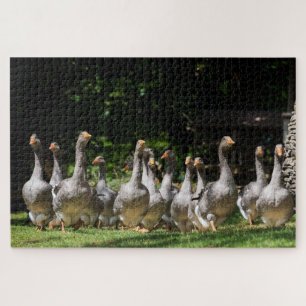 Puzzle Gansos grises divertidos en la Dordoña, Francia