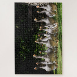 Puzzle Gansos grises divertidos en la Dordoña, Francia