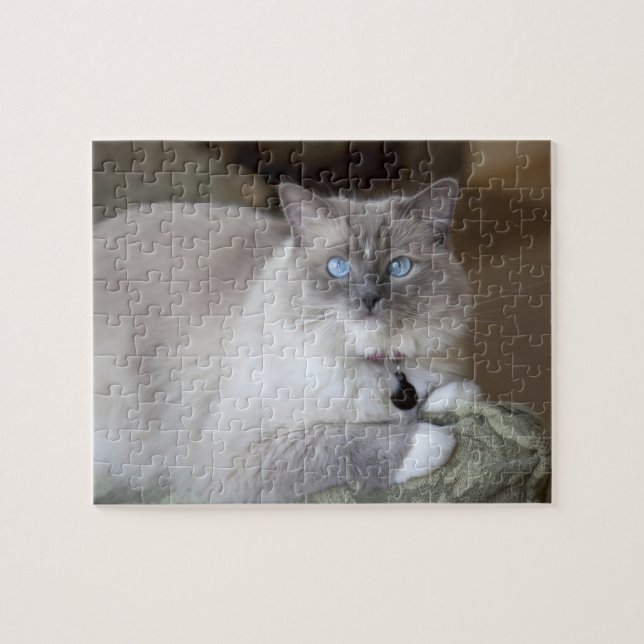 Puzzle Gata Ragdoll hembra (Horizontal)