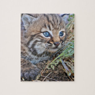 Puzzle Gatito Bobcat salvaje