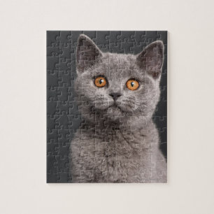 Puzzle Gatito británico de Shorthair (3 meses)