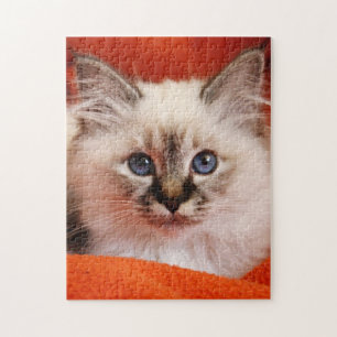 Puzzle Gatito sagrado de Birman