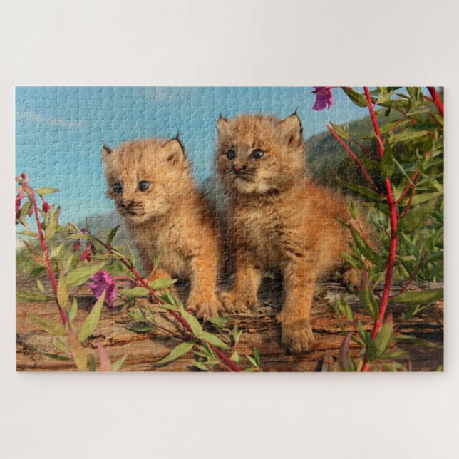 Puzzle Gatitos de lince canadiense, Alaska (Horizontal)