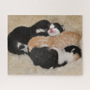 Puzzle Gatitos recién nacidos