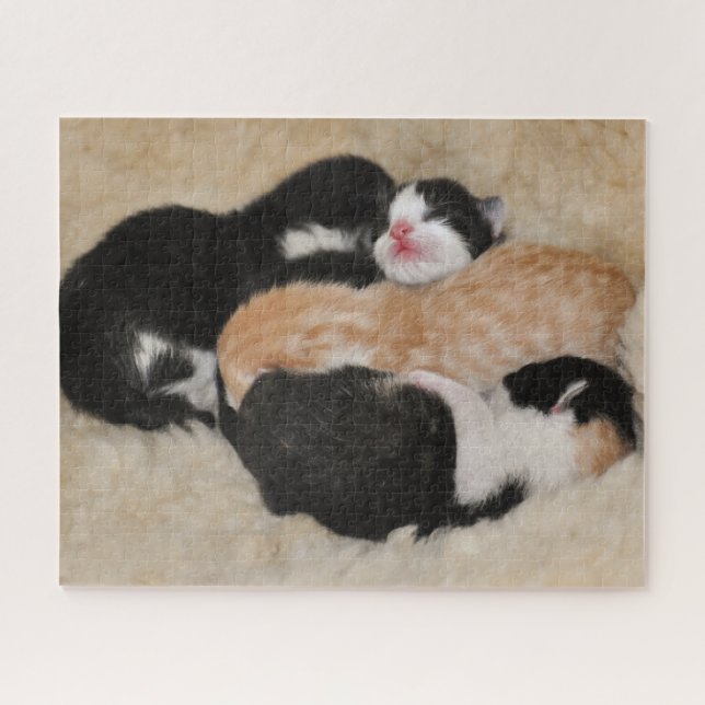 Puzzle Gatitos recién nacidos (Horizontal)