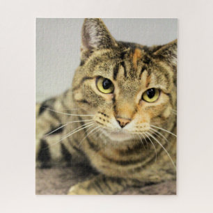Puzzle Gato