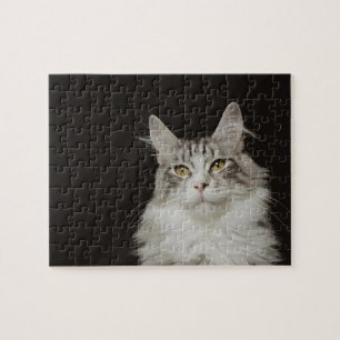 Puzzle Gato adulto Maine Coon