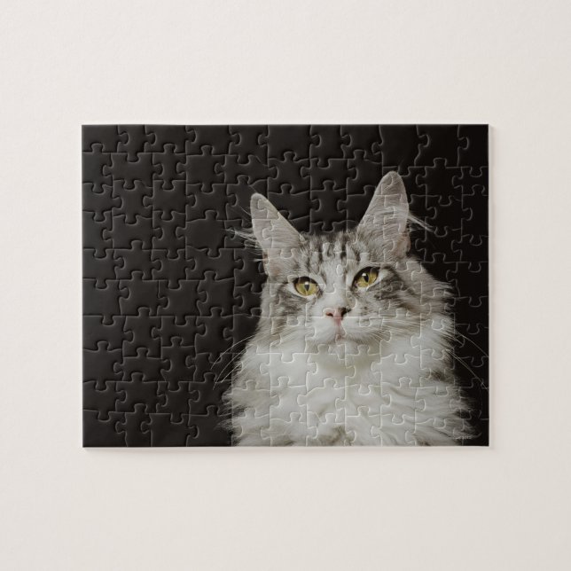 Puzzle Gato adulto Maine Coon (Horizontal)