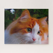 Gato Angora Turco.