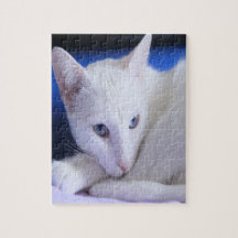 Gato Blanco Hermoso/Agrega la Foto de tu Mascota