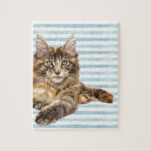 Puzzle Gato, Coon de Maine