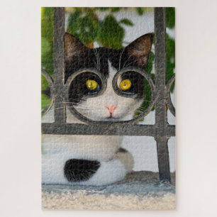 Puzzle Gato curioso con espectáculos Marco Funny Vistazo