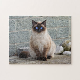 Puzzle Gato esponjoso con ojos azules