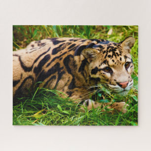 Puzzle Gato grande de leopardo nublado.