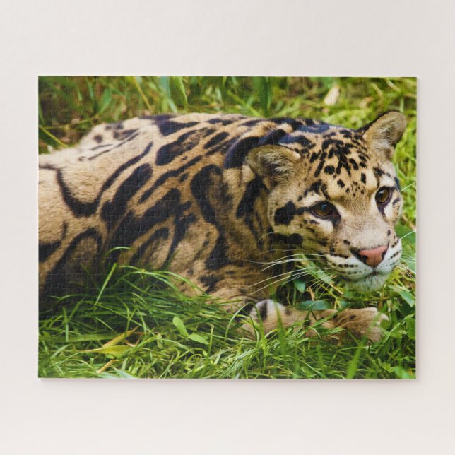 Puzzle Gato grande de leopardo nublado. (Horizontal)