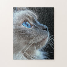 Gato gris con ojos azules