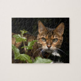 Puzzle Gato hermoso de Bengala