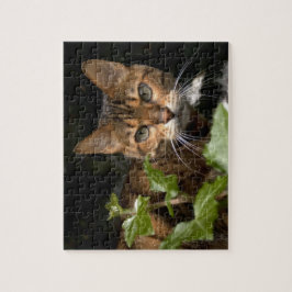 Puzzle Gato hermoso de Bengala