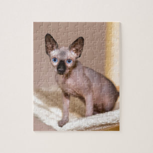 Puzzle Gato joven del sphynx del colorpoint en