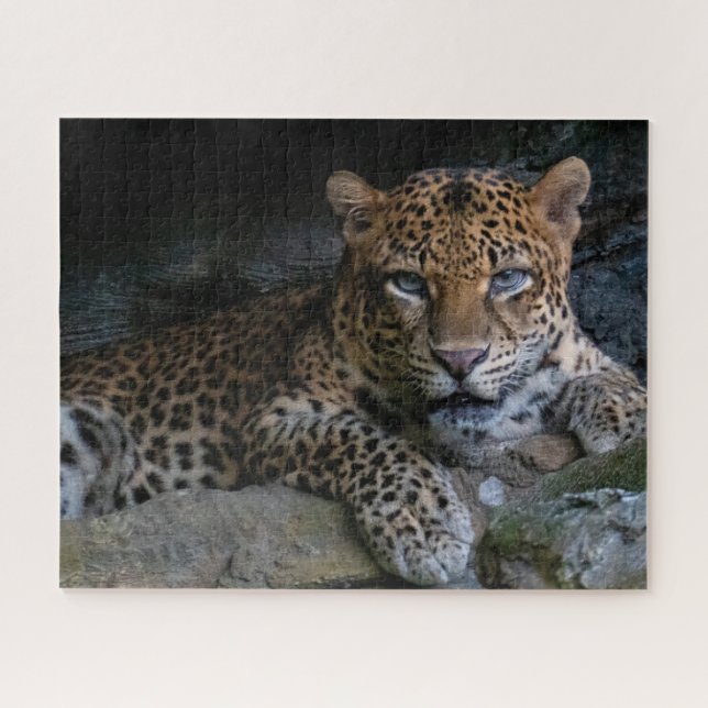 Puzzle Gato montés jaguar animal (Horizontal)