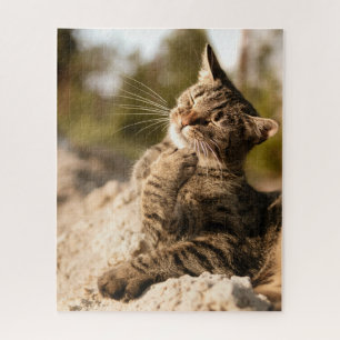 Puzzle Gato rompe la imagen de gatos gatos gatitos gatos
