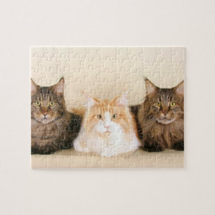 Puzzle Gatos de Maine Coon