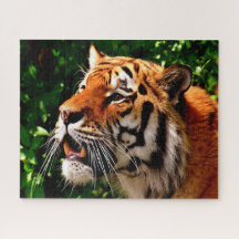 Gatos grandes de los tigres