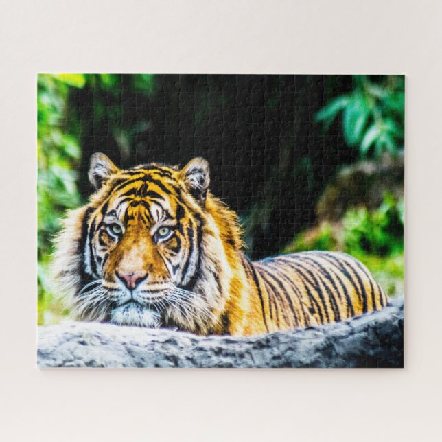 Puzzle Gatos grandes de los tigres (Horizontal)
